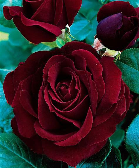 Seeking the Extraordinary: Uncover Black Magic Roses Near You